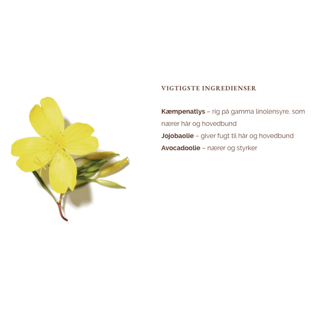 evening-primrose