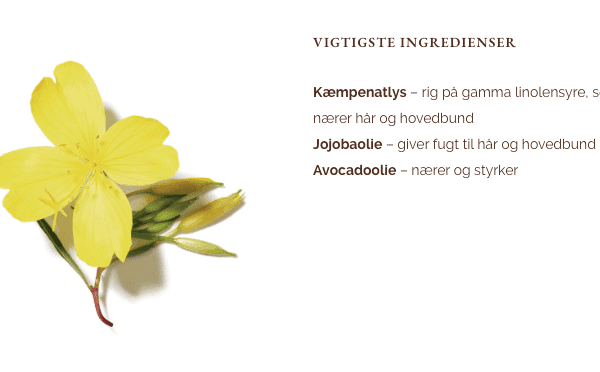 evening-primrose