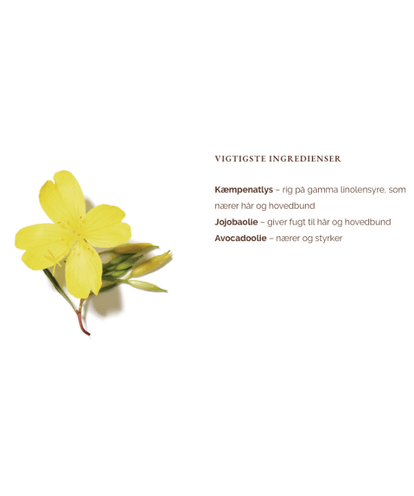 evening-primrose