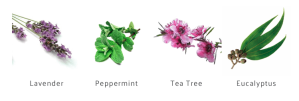 peppermint