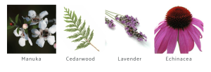 manuka