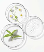 Tre petriskåle indeholder naturlige prøver: en med små hvide blomster og stilke, en anden med grønne blade og den tredje med små klare dråber, der minder om Innersense Harmonic Healing & Treatment Oil Skin, Scalp & Hair 25ml.
