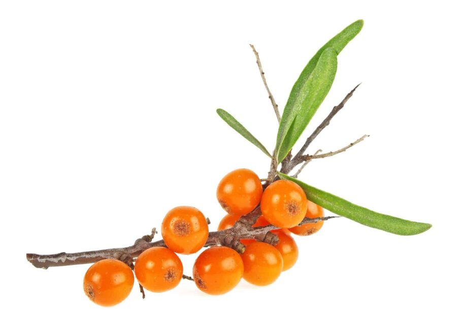 en flok orange bær på en gren.