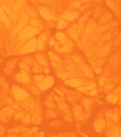 et nærbillede af en grøn orange baggrund.
