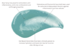 Et diagram, der viser ingredienserne i Evolve Organic Beauty - Blue Tansy Beauty Balm 60 ml.